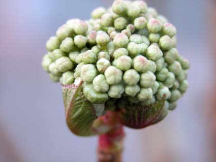 Hortensienknospe