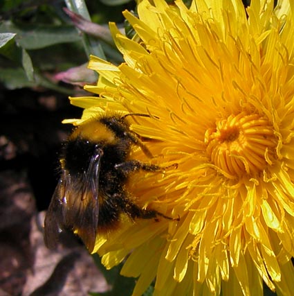 Hummel-Loewenzahn1