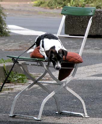 Hund
