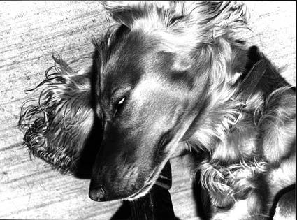 Hund1