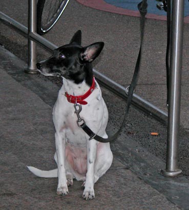 Hund2