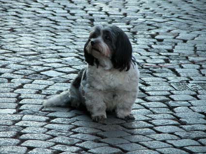 Hund3
