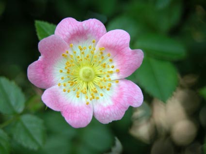 Hundsrose2