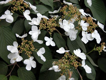 Hydrangea