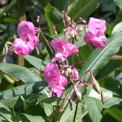 Impatiens-Bluete