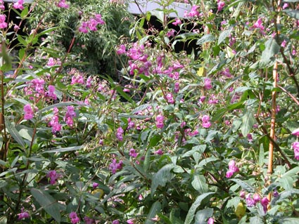 Impatiens