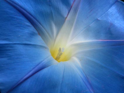 Ipomoea