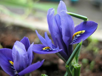 Iris-pumila