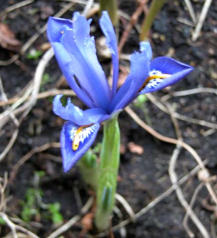 Iris3