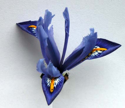 Iris4