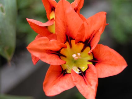 Ixia-bulbifera1