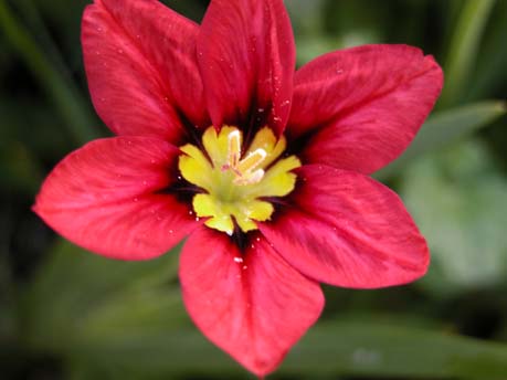 Ixia