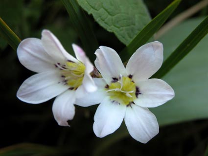 Ixia1