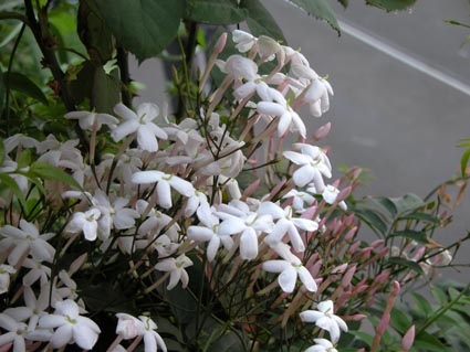 Jasminum-polyanthum1