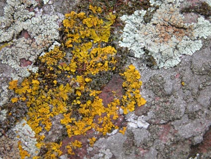Kaiserpfalz15