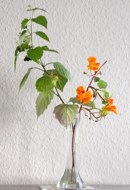 Kapuzinerkresse