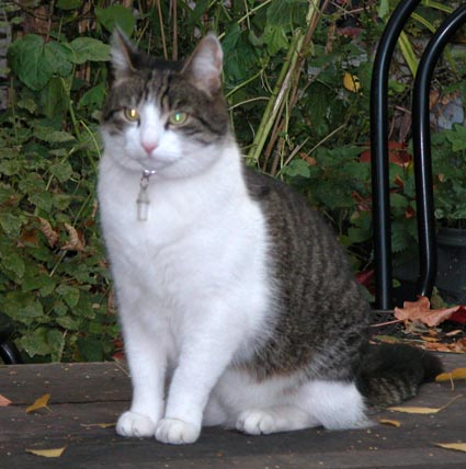 Katze1