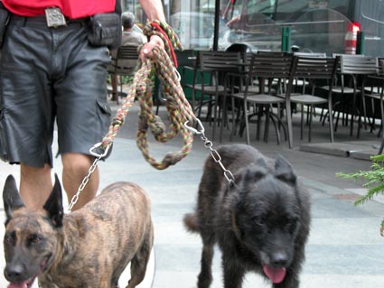 Kettenhunde
