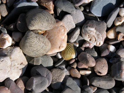 Kiesel-und-Muscheln