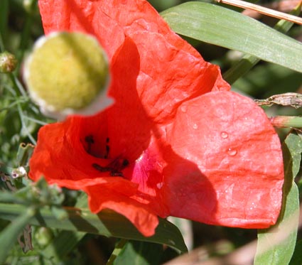 Klatschmohn