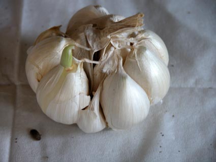 Knoblauch