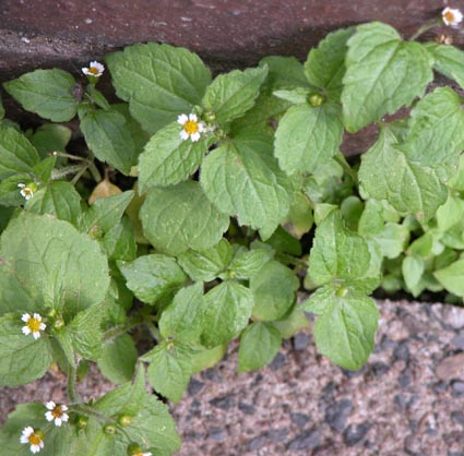 Knopfkraut