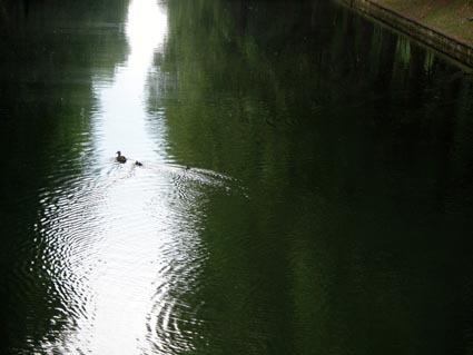 Koegraben-Enten
