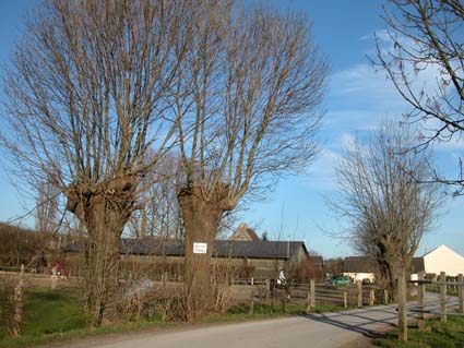 Kopfeschen
