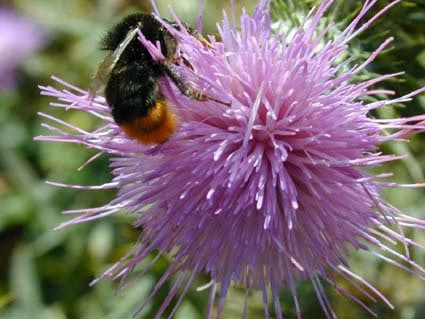Kratzdistel