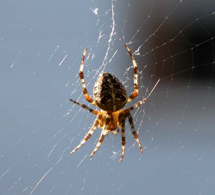 Kreuzspinne
