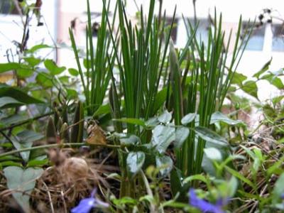 Krokusse