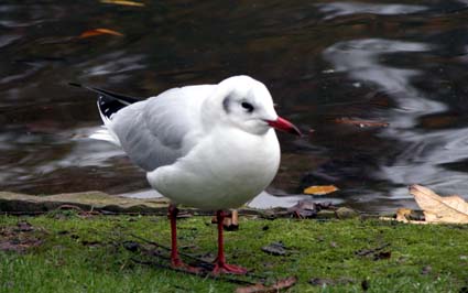 Lachmoewe