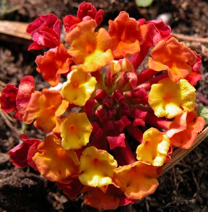 Lantana