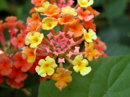 Lantana1