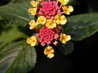 Lantana2