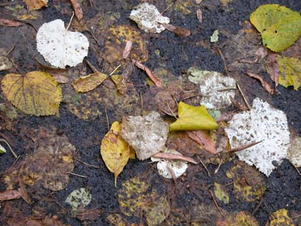 Linden-3
