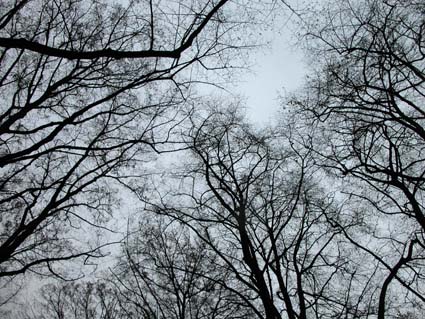 Linden1