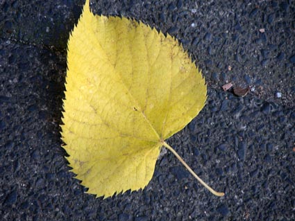 Lindenblatt