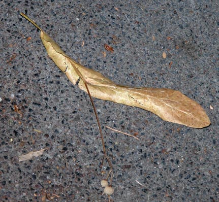 Lindensamen