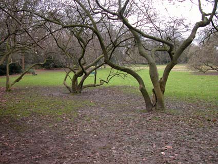 Magnolien