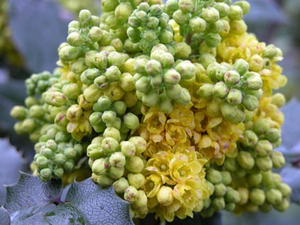 Mahonia-Bluete
