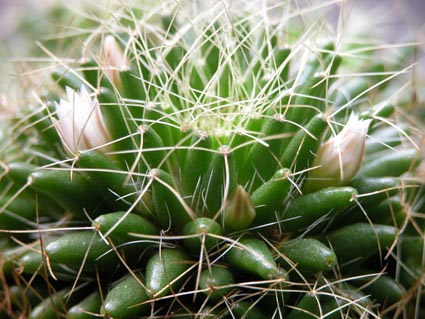 Mammilaria-prolifera