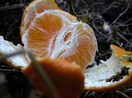 Mandarine