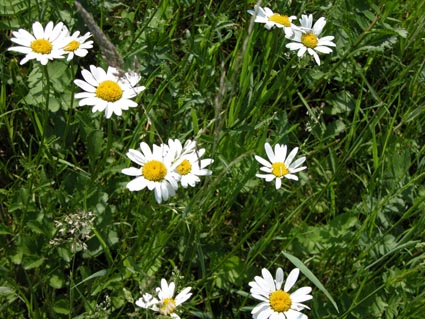 Margeriten