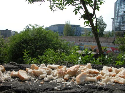 Mehr-Brot-als-Tauben