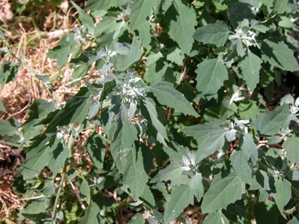 Melde-2