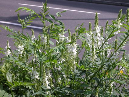 Melilotus-albus