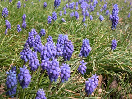 Muscari