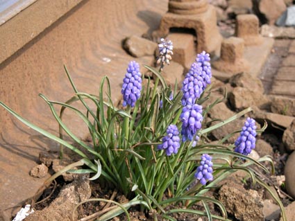 Muscari1