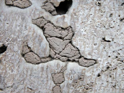 Muschelkalk